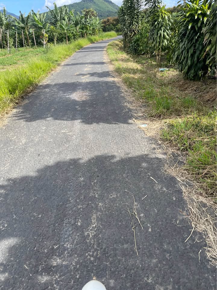 Đất nông nghiệp 3ha tại Hòa Bắc, Di Linh - Giá 13 tỷ - Cơ hội đầu tư hấp dẫn!