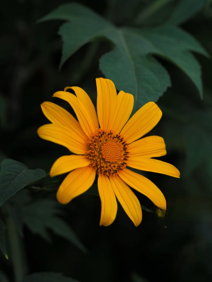 Mặt bằng cho thuê tại đường Núi Thành, Đà Nẵng 480m² - Phù hợp cho siêu thị, văn phòng