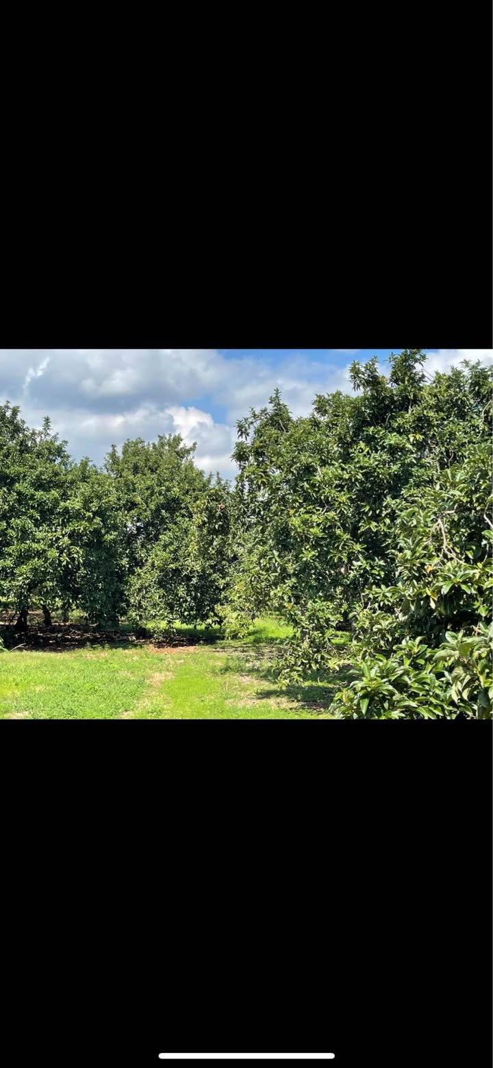 Bán đất 20.000m² mặt tiền đường Mát Tin, Lạc Sơn - Giá 5.8 tỷ, thuận tiện đầu tư!