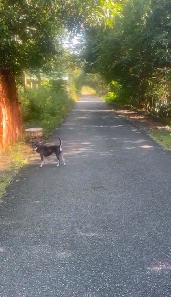 Đất nền Dầu Tiếng 576m² giá thỏa thuận - Cơ hội đầu tư hấp dẫn!