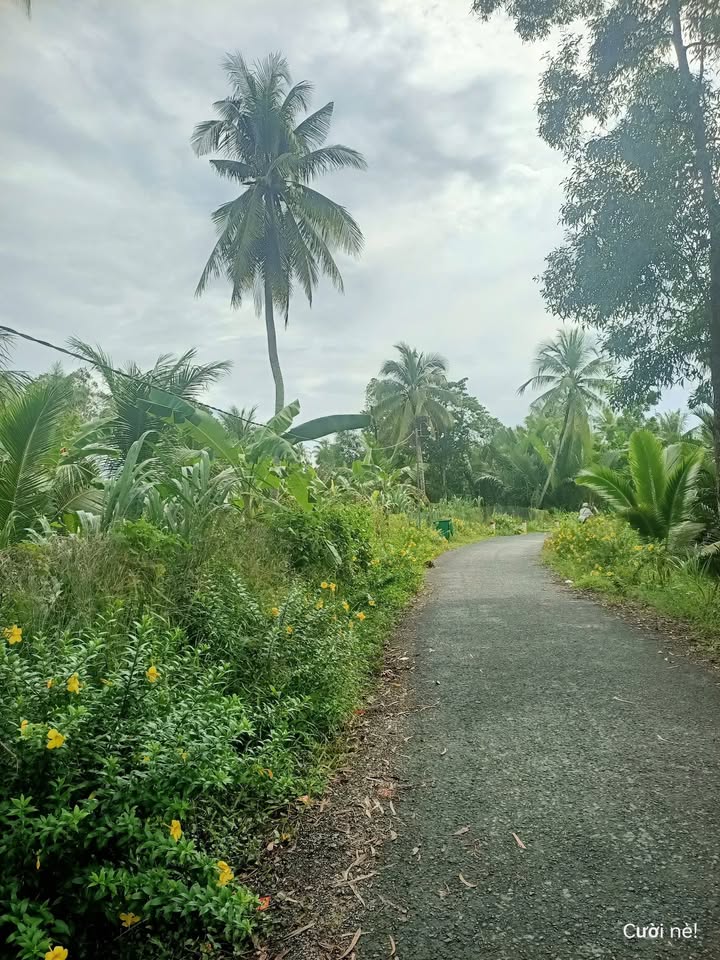 Đất mặt tiền Tân Long Hội, Vĩnh Long 1516,2m² giá chỉ 2,5 tỷ - Cơ hội đầu tư tuyệt vời!