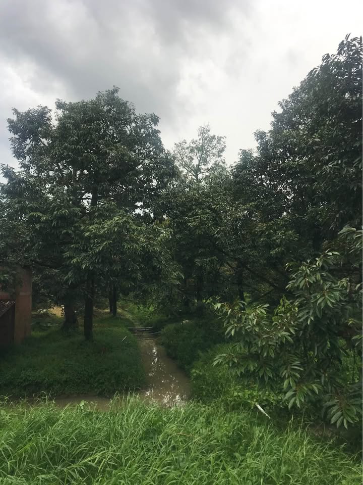 Farm 7 công sầu riêng Tam Bình Cai Lậy giá 7 tỷ - Đầu tư sinh lời hấp dẫn!