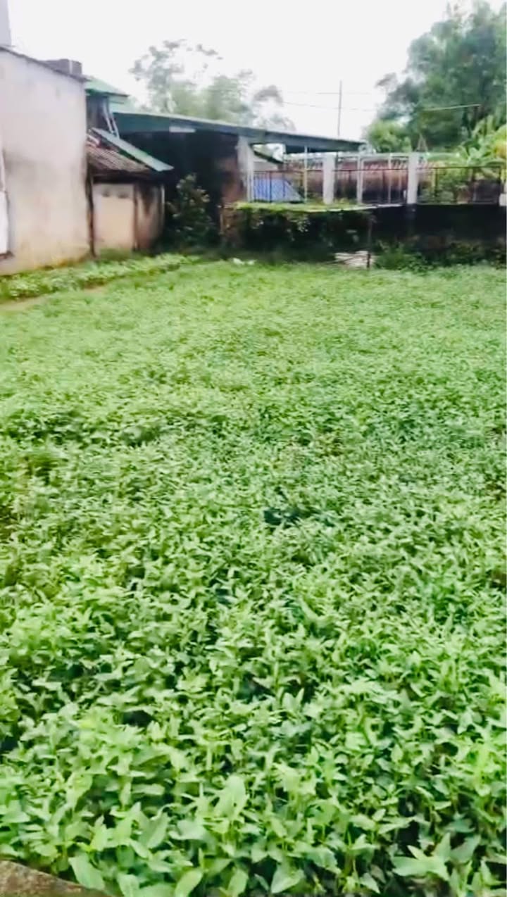 Đất nền lô góc 2 mặt tiền Trần Bình Trọng 100m² giá 3 tỷ - Chính chủ cần bán gấp!