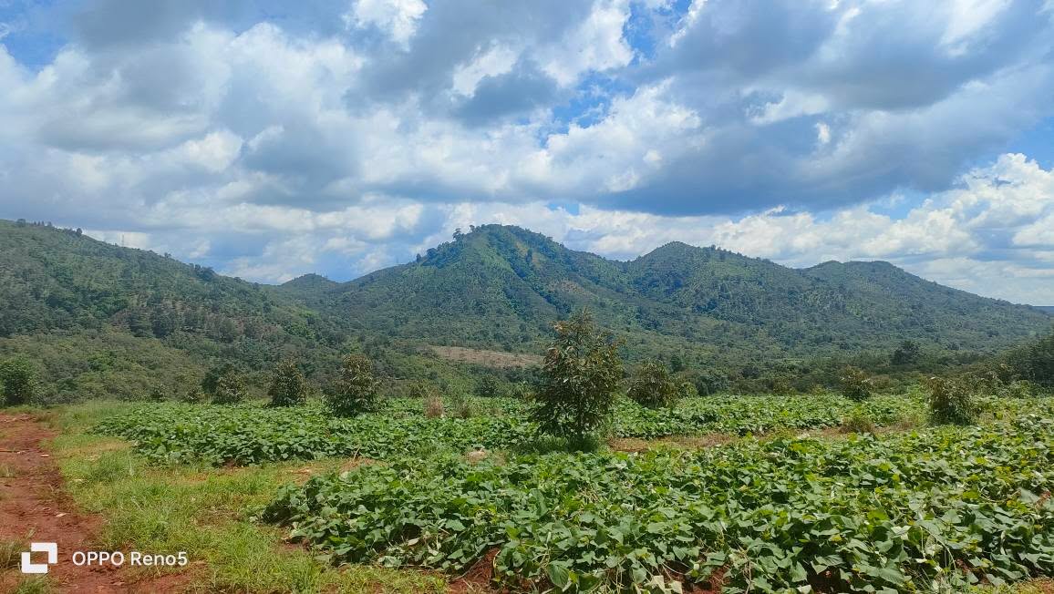 Farm 75.000m² tại Ia Chia, Ia Grai giá 9 tỷ - Đầu tư sinh lời với sầu riêng và cà phê!