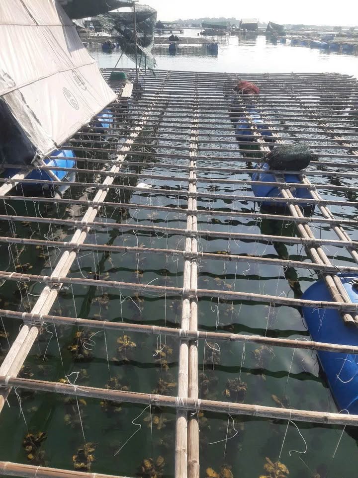 Đất nền Long Sơn Vũng Tàu 2500m² giá 280 triệu - Cơ hội đầu tư hấp dẫn!