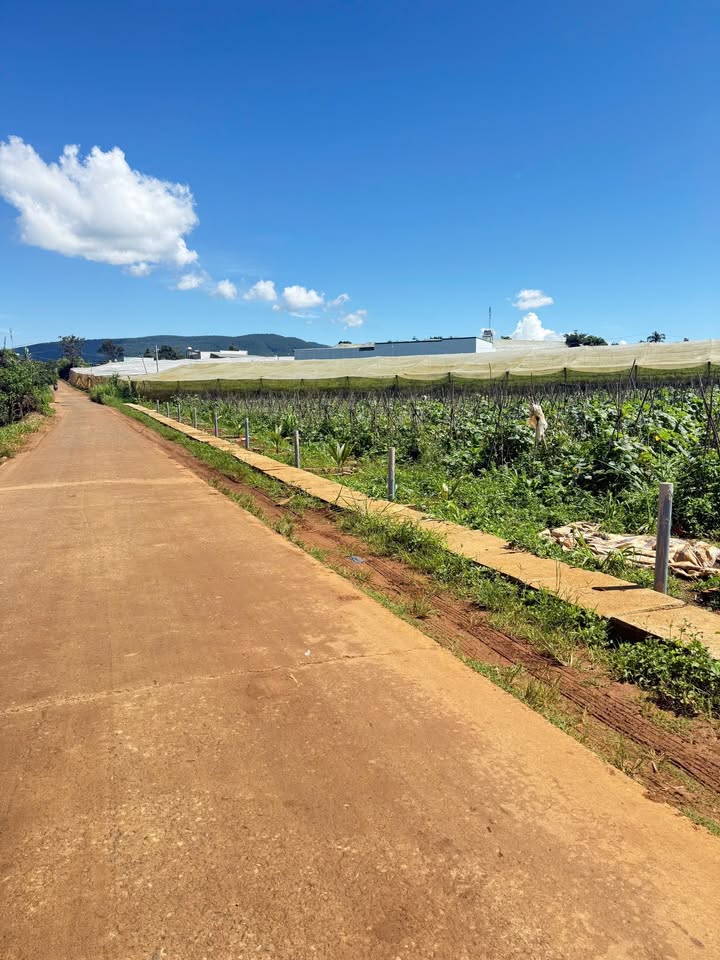 Đất nền Quảng Lập, Đơn Dương 100m² giá chỉ 500 triệu - Sổ đỏ chính chủ!