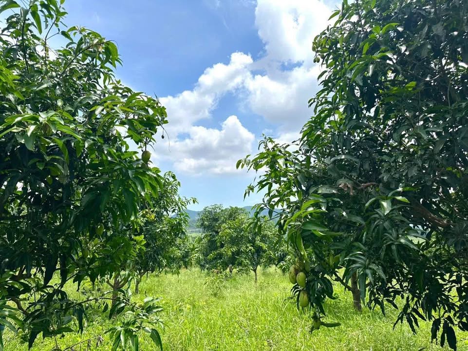 Vườn Xoài Tứ Quý Diên Lâm 1,9ha giá 2,1 tỷ - Đường ô tô tận nơi!