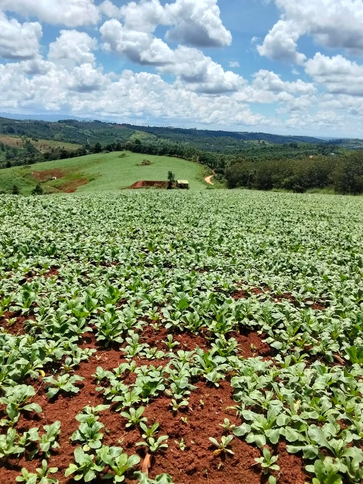 Đất nền 47,000m² tại phường Bắc Gia Nghĩa, giá 5.6 tỷ - Cơ hội đầu tư tuyệt vời!