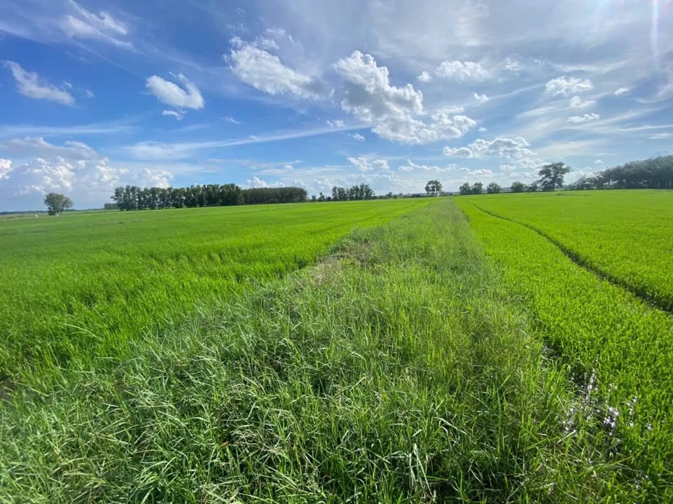 Đất nền Phú Mỹ Hưng Củ Chi 1600m² giá chỉ 450 triệu - Đầu tư sinh lời ngay!