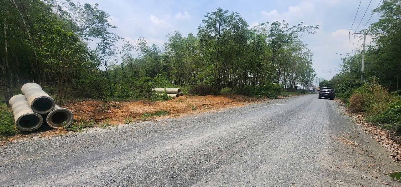 Đất nền thương mại dịch vụ tại Tân Hiệp, Bình Dương 5000m² - Tiềm năng đầu tư lớn!