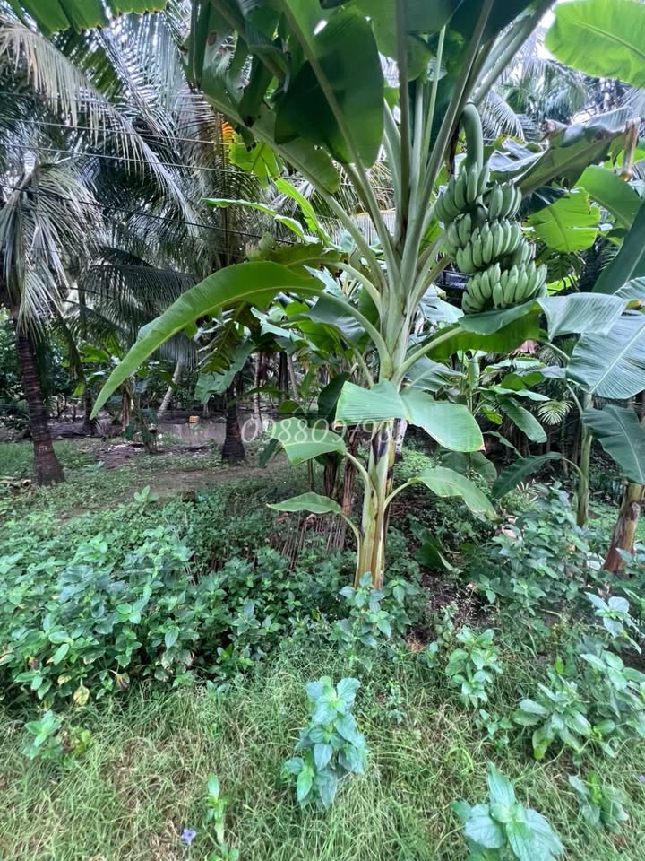 Đất vườn mặt tiền đường Nguyễn Đáng, Càng Long 1000m² giá 900 triệu - Đầu tư tiềm năng!