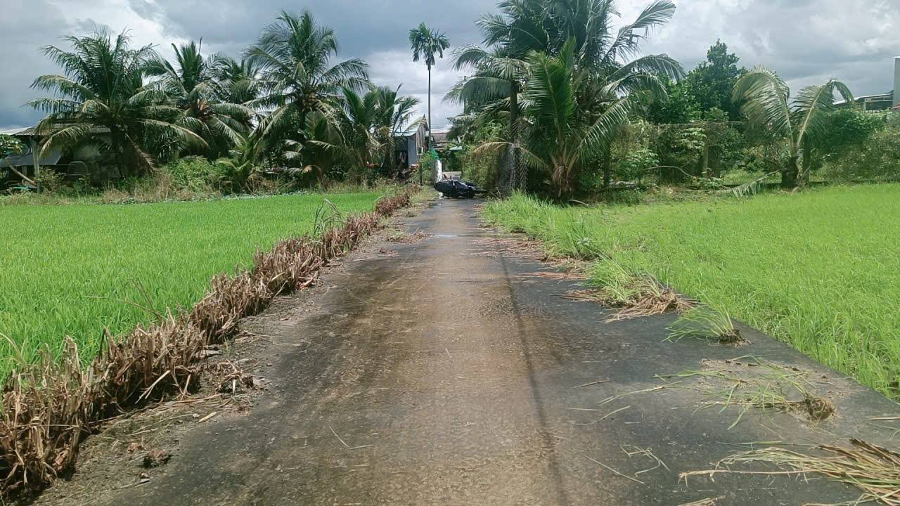 Đất lúa 263m² Bình Trinh Tân Trụ - Sổ đỏ chính chủ, giá 399 triệu