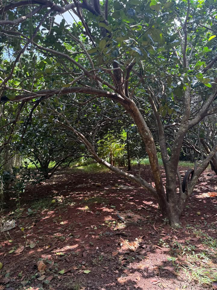 Vườn cây ăn trái 500m² tại phường Suối Tre - Long Khánh chỉ 790 triệu - Sẵn sàng sang tên!