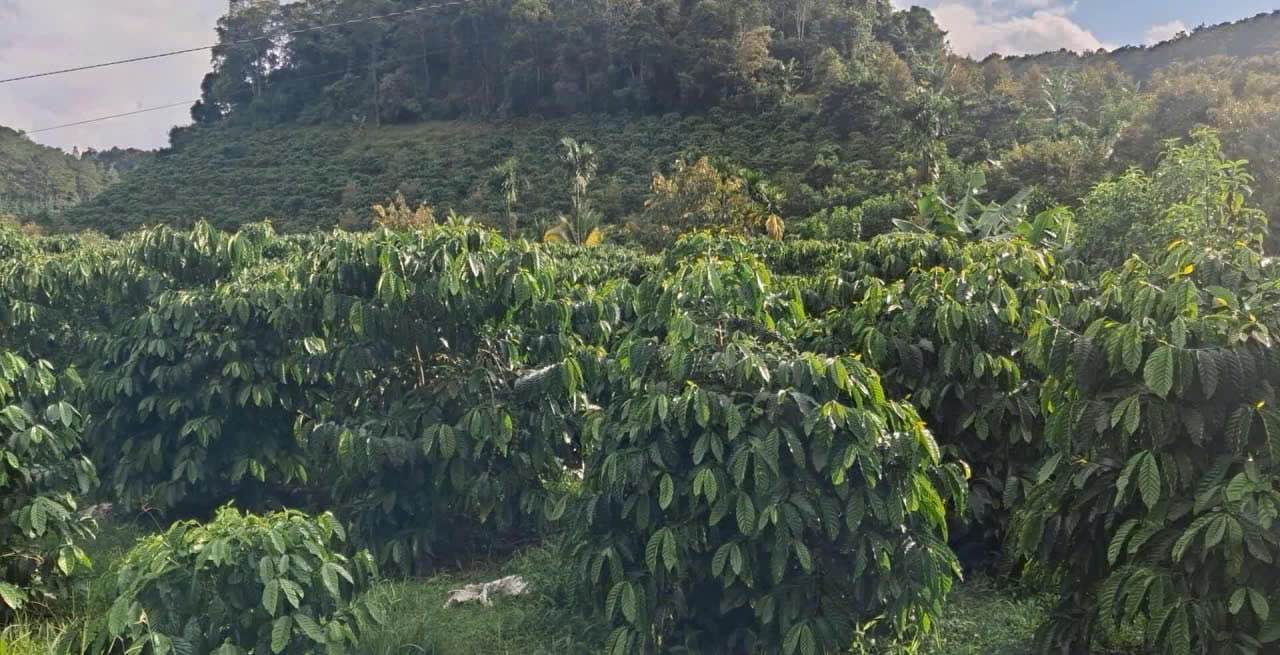 Đất Farm Hòa Bắc, Di Linh 1,2ha giá 5 tỷ - Cà phê tốt, sổ đỏ chính chủ!