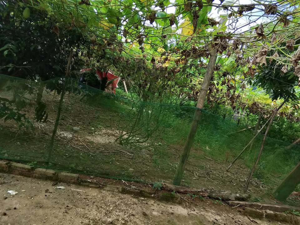 Đất nền Tiểu khu Sao Đỏ, Vân Hồ 500m² giá 1.1 tỷ - Đầu tư sinh lời cao!