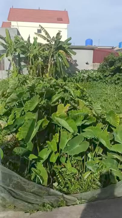 Đất đấu giá Giao Hà 122m² giá 500 triệu - Sổ đỏ chính chủ, đầu tư sinh lời!