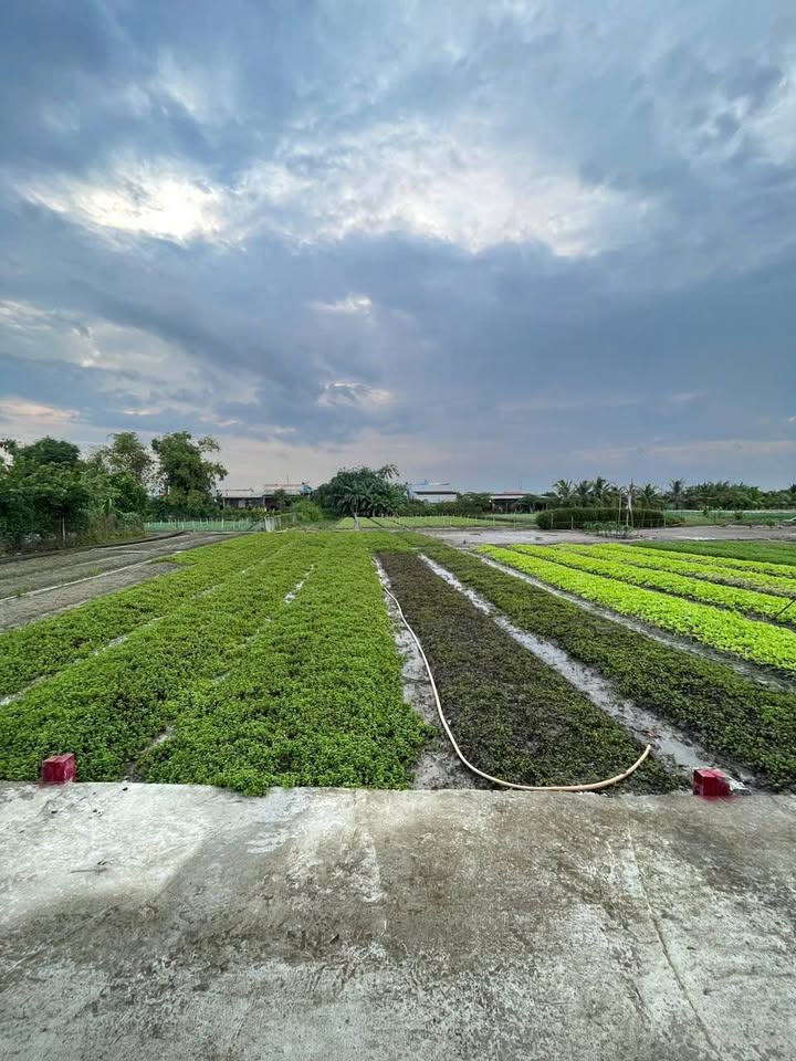 Đất thổ cư xã Mỹ Lộc, Cần Giuộc 122m² chỉ 900 triệu - Cơ hội đầu tư tuyệt vời!