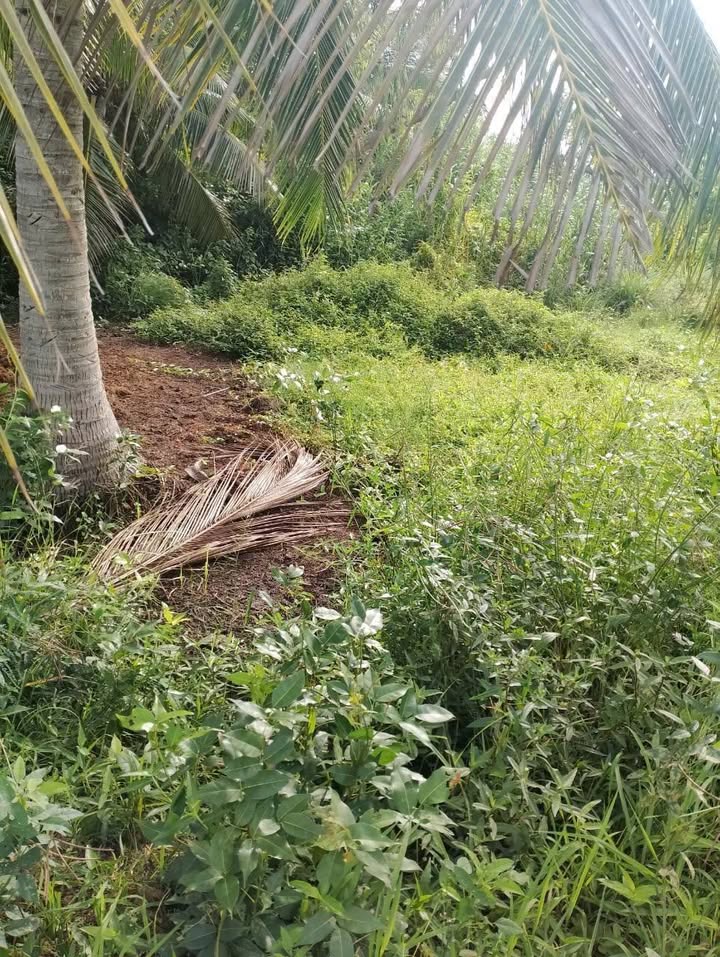 Đất nền mặt tiền 5m x 52m tại ấp Phú Thuận, giá chỉ 175 triệu - Cơ hội đầu tư hiếm có!