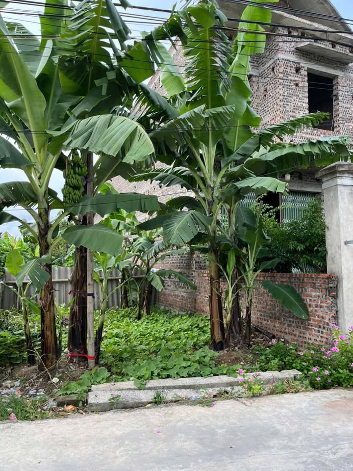 Đất nền Cẩm Chế, Thanh Hà 146m² giá 2 tỷ - Kinh doanh sầm uất ngay sát chợ