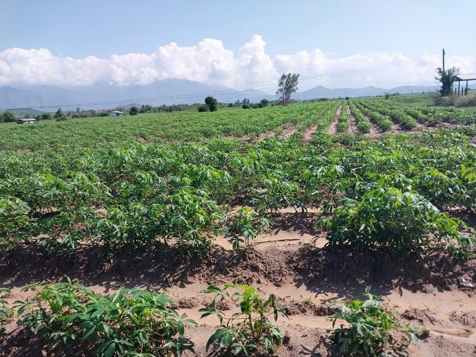 Đất nền Ninh Thân, Ninh Hòa 107m² giá 300 triệu - Đầu tư sinh lời cao!