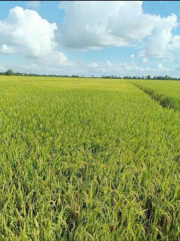 Đất nông nghiệp 25 công tại xã Hoà Điền, Kiên Lương - Giá thỏa thuận hấp dẫn!