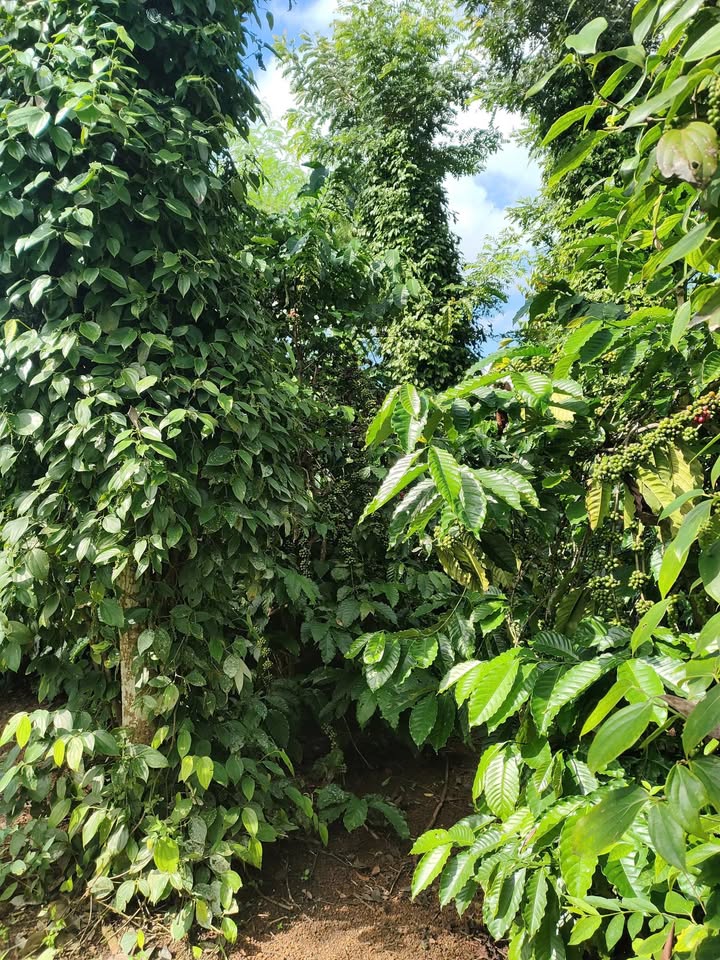 Đất nông nghiệp kinh doanh cafe xã Ea M'droh 9.200m² giá 1.65 tỷ - Cơ hội đầu tư hấp dẫn!