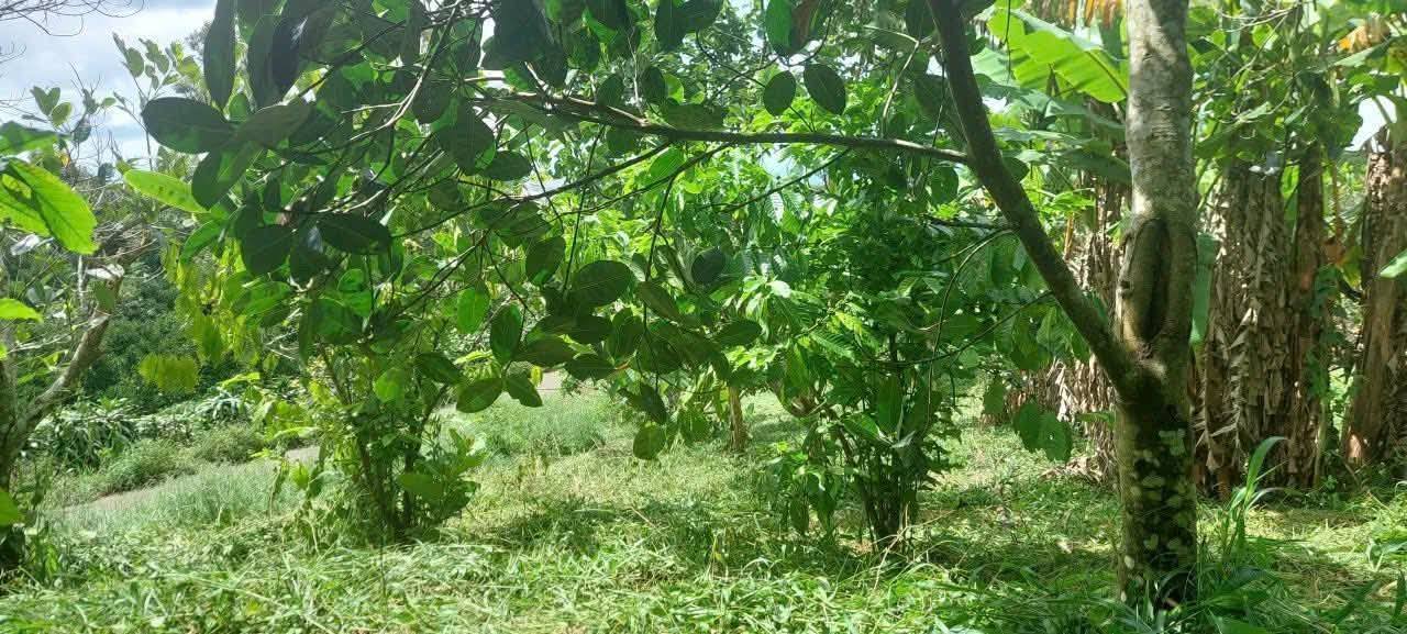 Đất Farm 1133m² mặt tiền Lạc Long Quân, Lộc Nga, Bảo Lộc - Giá chỉ 1.4 tỷ thương lượng!