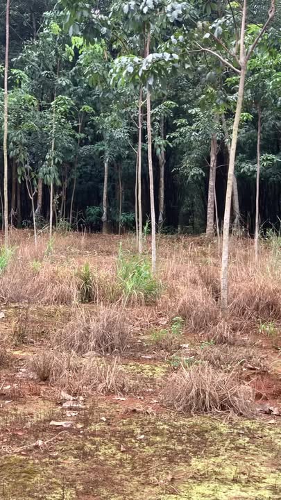 Đất nông nghiệp Nghĩa Trung 9100m² giá 1.6 tỷ - Sổ đỏ chính chủ