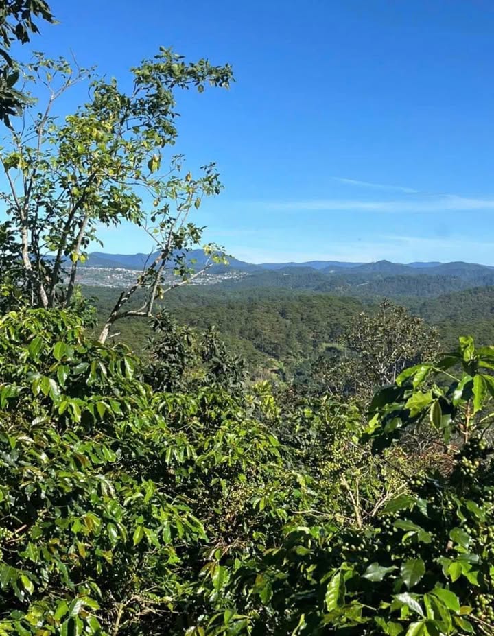 Đất vườn 2.105m² tại Đà Lạt giá 3.5 tỷ - Cơ hội đầu tư hấp dẫn!