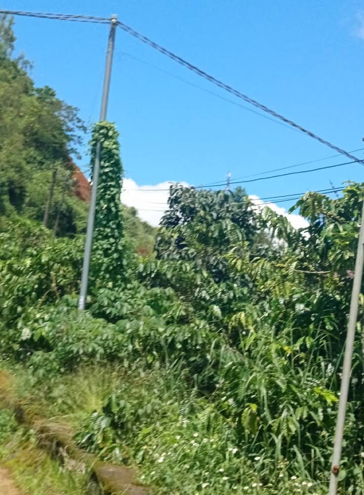 Đất thổ cư Tân Lâm Di Linh 840m² giá 1.7 tỷ - Mặt tiền đường nhựa