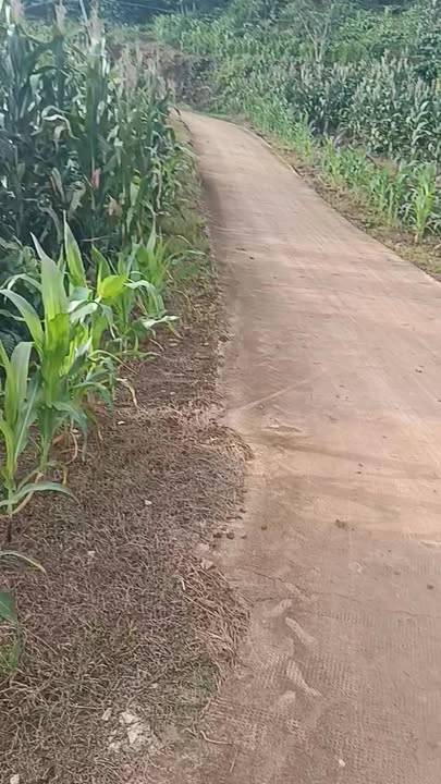 Farm 1ha7 xã Phúc Thọ, Lâm Hà giá 5.5 tỷ - Đất đẹp, nước tưới đầy đủ!