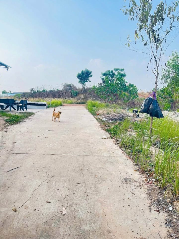 Đất thổ cư Tân Đồng, Đồng Xoài 192m² giá chỉ 600 triệu - Cơ hội đầu tư hấp dẫn!