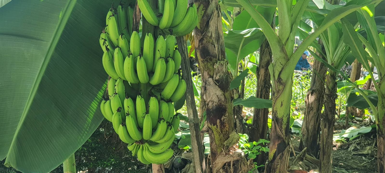 Đất Diên Toàn, Diên Khánh 100m² giá 1.3 tỷ - Đầu tư sinh lời ngay!