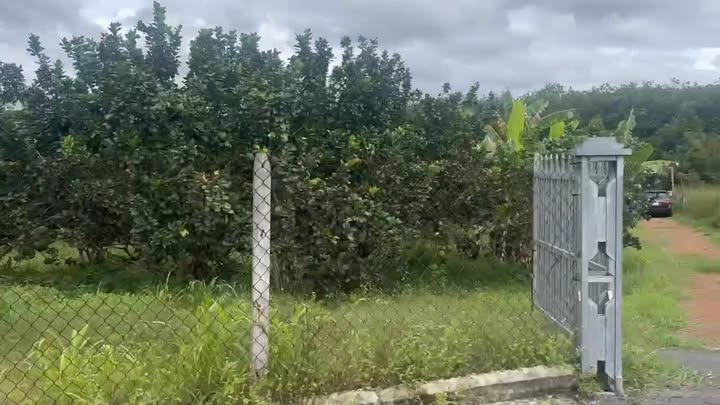 Farm Long Hòa, Dầu Tiếng, 11.000m² giá 12.5 tỷ - Phù hợp biệt thự nghỉ dưỡng!