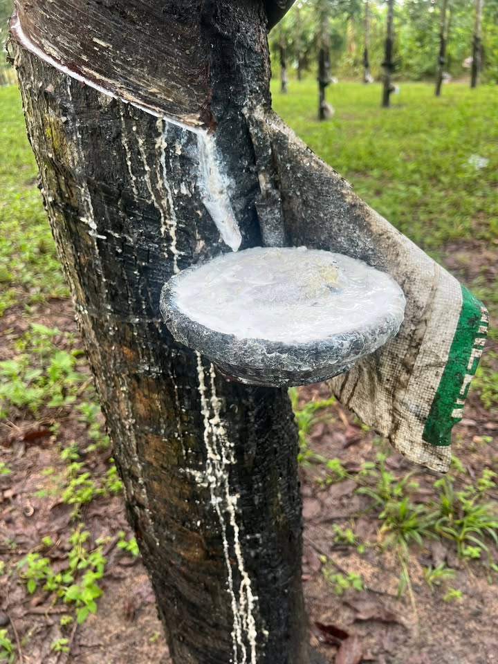 Đất Farm 1,5ha tại xã Ayun, Gia Lai giá 1,2 tỷ - Cơ hội đầu tư sinh lời!