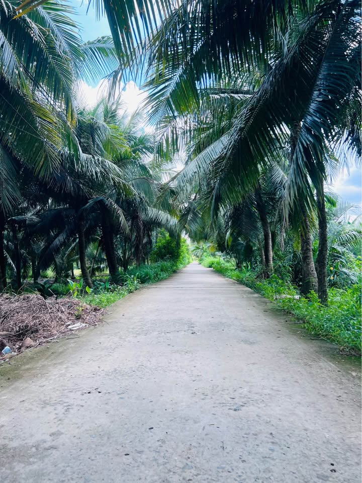 Farm 1503m² tại Phú Hưng Bến Tre - Đang thu hoạch hàng tháng