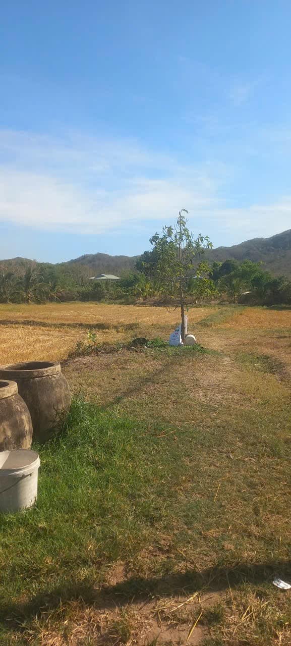 Farm 2.5ha tại xã Thuận Minh, Hàm Thuận Bắc - Giá 4.725 tỷ, diện tích rộng rãi cho trang trại!