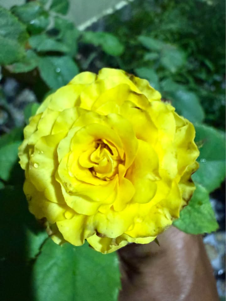 Đất nền chính chủ 155m² tại Phường Trung An, Mỹ Tho chỉ 500 triệu - Cơ hội đầu tư sinh lời!