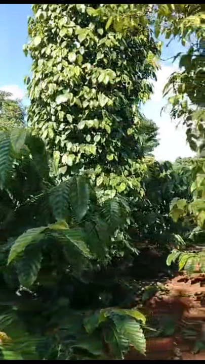 Đất nền Long Sơn Đắk Mil 1,7ha giá 3,2 tỷ - Pháp lý rõ ràng, giao dịch nhanh chóng!