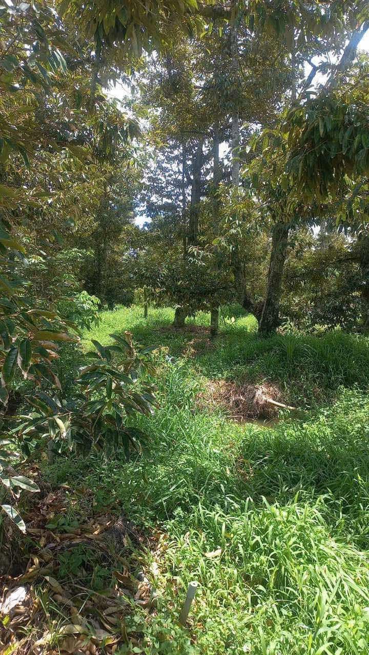 Đất vườn Tam Bình 11.200m² giá 700 triệu - Chính chủ, sổ hồng đầy đủ!