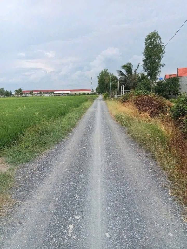 Đất thổ cư mặt tiền Kênh T 1, xã Thanh Phú, 230m² giá 1.6 tỷ - Cơ hội đầu tư sinh lời!