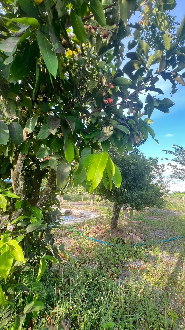 Đất nền 5000m² xã Hàm Liêm giá 690 triệu - Tiềm năng lớn cho tương lai!