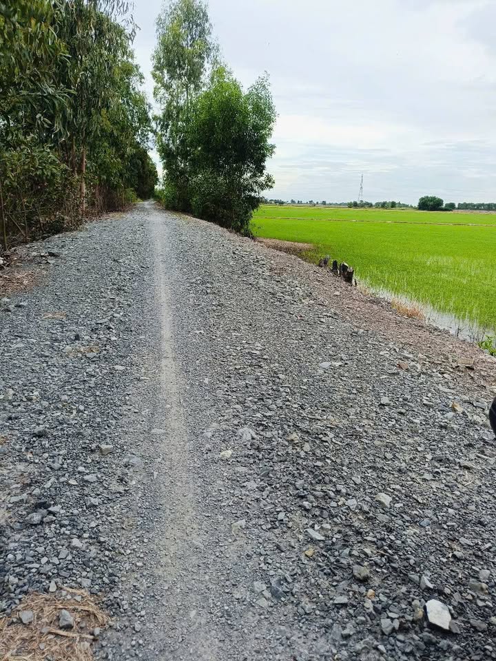 Đất lúa Tân Long Thủ Thừa 45.000m² giá 13.95 tỷ - Thương lượng trực tiếp với chính chủ!