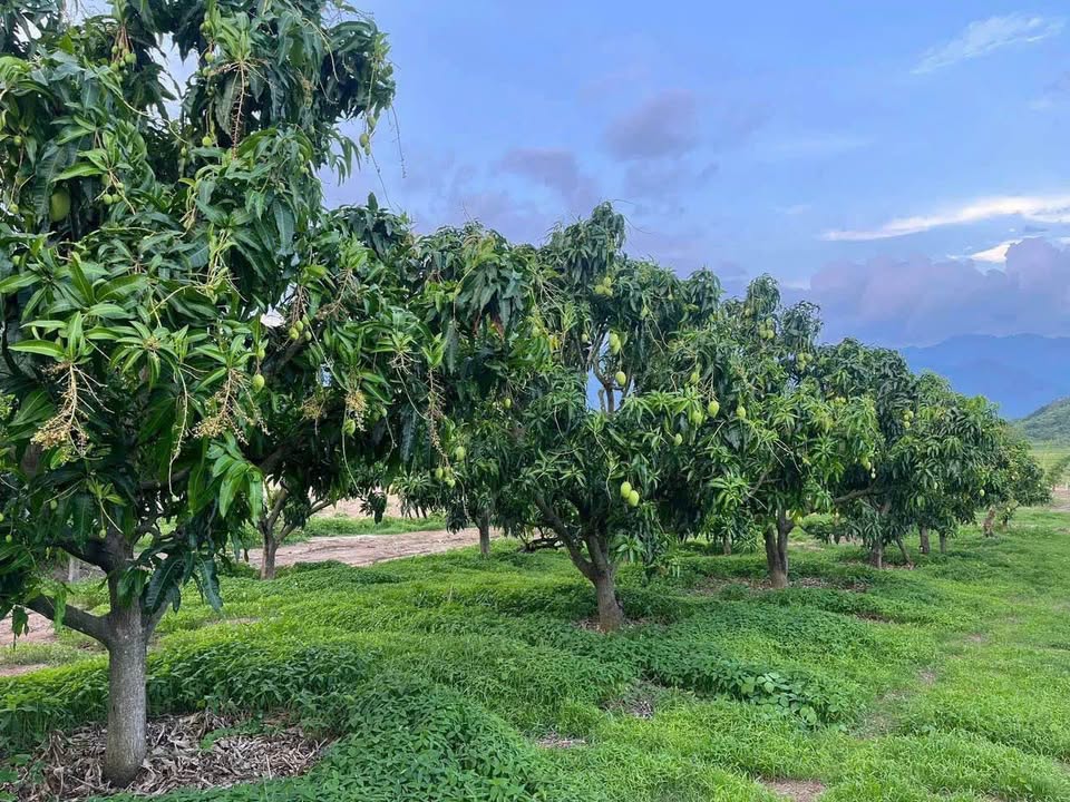 Đất Farm Diên Lâm, Diên Khánh 1164m² giá 1.7 tỷ - Mặt tiền đường nhựa tỉnh lộ 8!