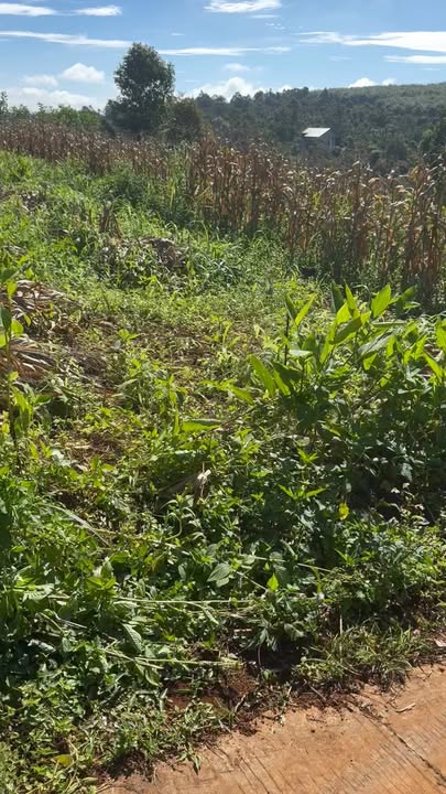 Đất thổ cư 222m² xã Đức Mạnh, Đắk Mil giá 420 triệu - Cơ hội đầu tư hấp dẫn!