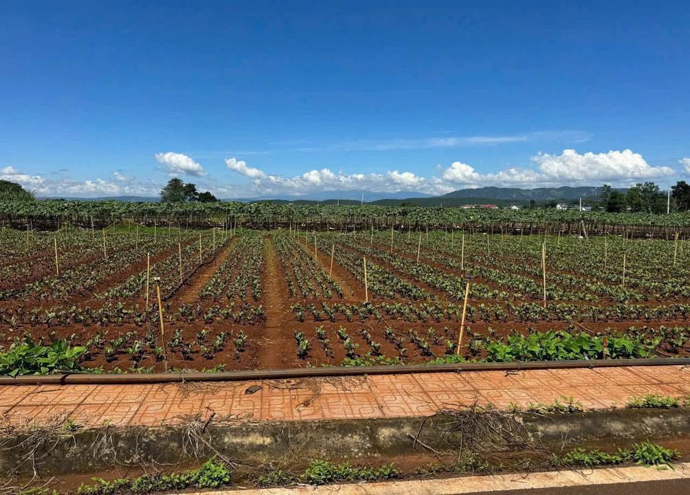 Đất nền Liên Hiệp, Đức Trọng 125m² giá 800 triệu - Sổ đỏ chính chủ, công chứng ngay!