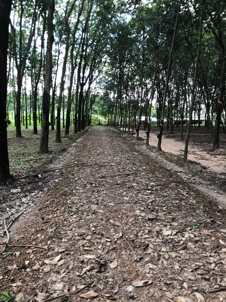 Đất nền Tân Hiệp, Phú Giáo 33.000m² giá chỉ 2.8 tỷ - Cơ hội đầu tư tuyệt vời!