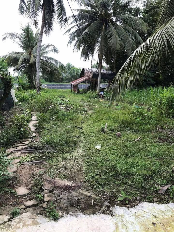 Đất nền Gò Công Tây 2000m² giá 1.8 tỷ - Cần bán gấp lấy tiền Tết!