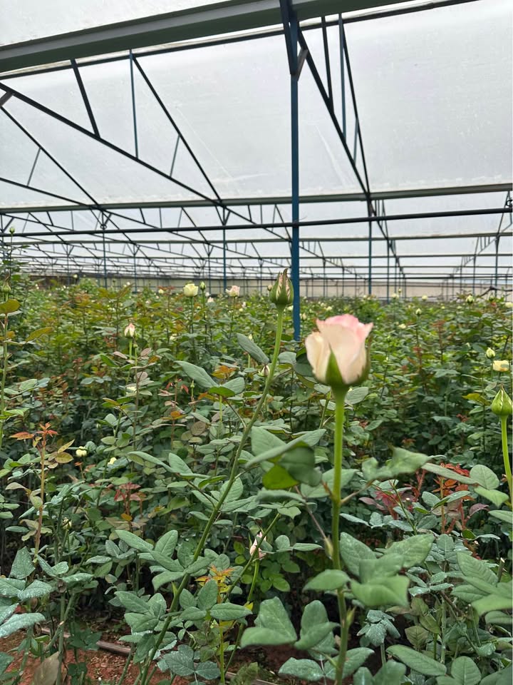 Farm 3000m² phường LangBiang, Đà Lạt - Chính chủ bán gấp chỉ 3.8 tỷ!