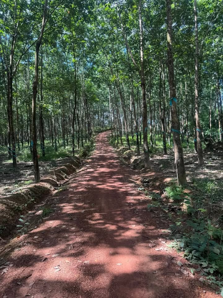 Farm Đa Kia 4,5ha giá 1.7 tỷ - Đầu tư sinh lời ngay!